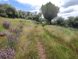 Flora del Cerro Masatrigo